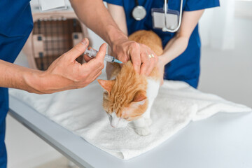 猫にワクチン・注射を打つ獣医
