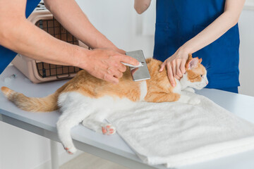 動物病院で猫をブラッシングする獣医師
