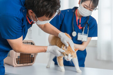 動物病院で猫の顔を診察する獣医師
