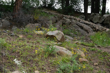 stone in the forest