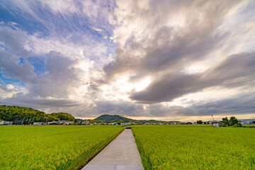 Obraz premium 田園風景と夕日に照らされた空