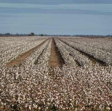 Mature cotton crop in rows, ready for harvest