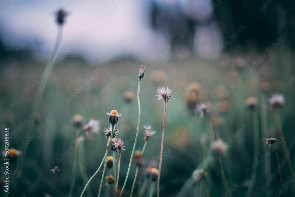 Canvas Prints tridax daisy flowers in the dark field