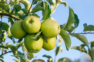 bunch of green apples on branch in garden with blue sky on the background