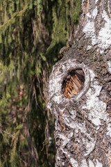 Obraz premium The texture of the birch bark. Birch bark background