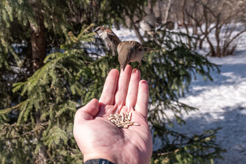 Sparrow eats seeds from a man's hand