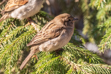 Sparrow sits on a fir branch in the sunset light.