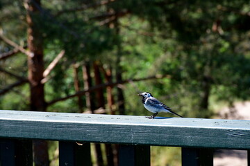 A close up on a small black and white bird holding a prey and sitting on the handle of a small fence made out of painted planks seen next to a dense forest or moor in Poland in summer