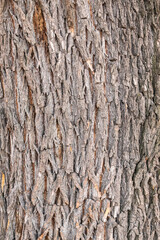 Texture of the bark of old maple tree. Cracked bark, embossed texture of the maple