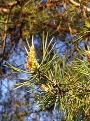 pine tree branch