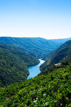 Aerial view of vineyards and Sil river, Ribeira Sacra, Ourense, Galicia, Spain