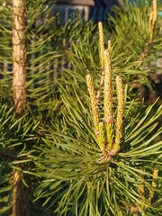 branch of a pine