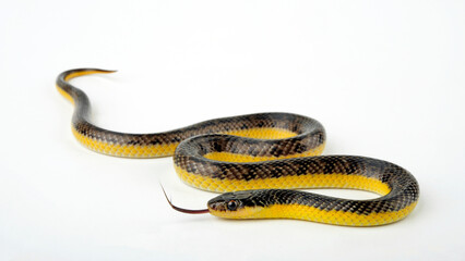Yellow-bellied Liophis, Yellow bellied Snake // Goldbauch-Buntnatter (Erythrolamprus poecilogyrus / Liophis poecilogyrus)