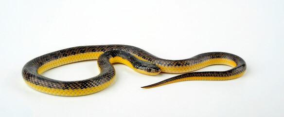 Yellow-bellied Liophis, Yellow bellied Snake // Goldbauch-Buntnatter (Erythrolamprus poecilogyrus / Liophis poecilogyrus)