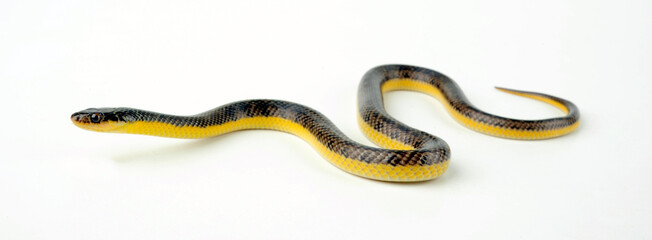 Yellow-bellied Liophis, Yellow bellied Snake // Goldbauch-Buntnatter (Erythrolamprus poecilogyrus / Liophis poecilogyrus)