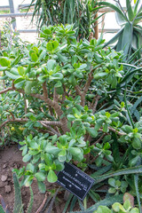 plants in the garden