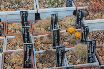 cactus in the greenhouse with name signboard