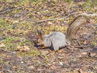 Squirrel in autumn or spring hides nuts on the green grass with fallen yellow leaves