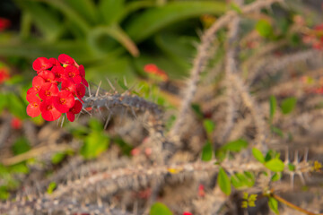cactus in bloom