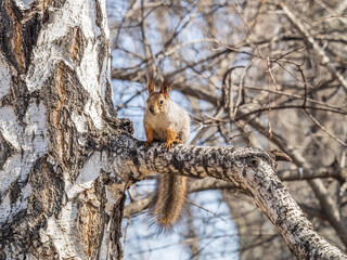 The squirrel sits on a branches without leaves in the winter or autumn