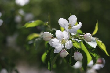 tree blossom