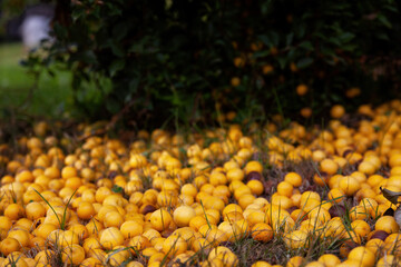 An untidy fallen yellow cherry plum lies on the ground