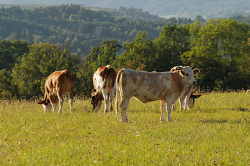 Krowy na górskim pastwisku w Bieszczadach.