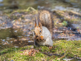 Squirrel in autumn or spring with nut on the green grass with fallen yellow leaves