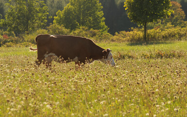 Krowa mleczna pasąca się na łące. - obrazy, fototapety, plakaty