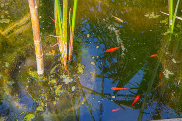 red fishes in the water