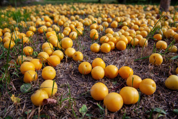 An untidy fallen yellow cherry plum lies on the ground