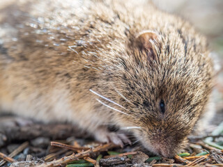 A closeup of a Common vole, Microtus arvalis, on the ground with a blurry background