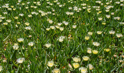 kakteen und sukkulenten  