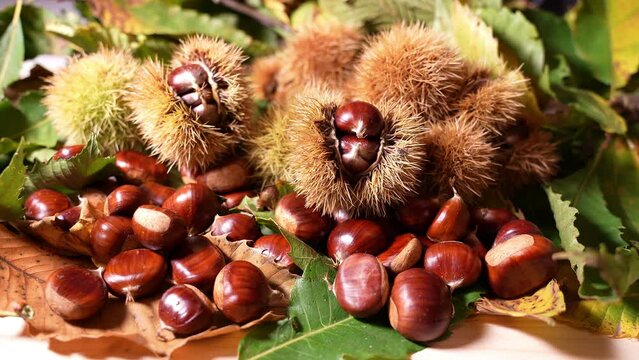 Autumn composition of chestnuts, hedgehogs and chestnut leaves. Fall season. Warm colors. Food background