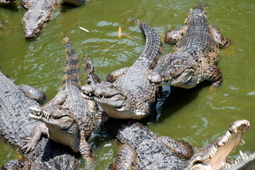 Bask of Crocodiles in a Crocodile Farm Pond