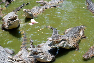 Bask of Crocodiles in a Crocodile Farm Pond