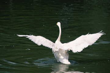 white swan in the water