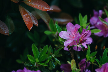 flowers in the rain