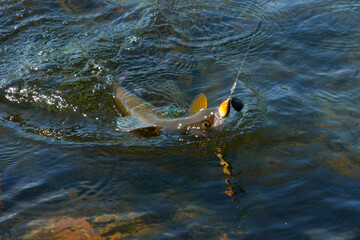 Grayling caught and hooked from the Arctic river with spinner lure by fisherman in Lapland in...