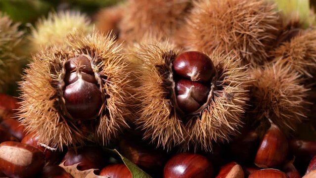 Autumn composition of chestnuts, hedgehogs and chestnut leaves. Fall season. Warm colors. Food background