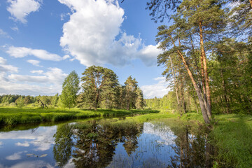 Fototapeta na wymiar Bright sunny landscape with pine trees near the river. The sun's rays illuminate the young greenery and trees. The sky and clouds are reflected in the river.