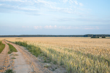 Panorama of wheat field and picturesque sky with white clouds, dirt road in wheat field..Rural road through the rye field