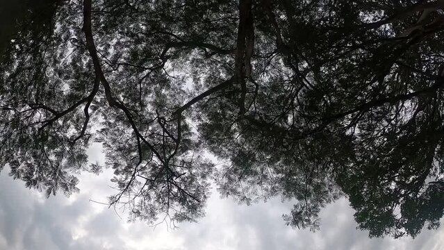 Time Lapse Cloud flows at the branches of Phu Mu, Mukdahan, September 10, 2022.