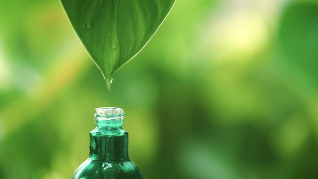 Close up water drop falling from fresh green leaf in nature into bottle, organic biological extraction for cosmetics, aromatherapy and essential oil concept