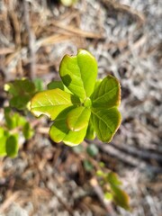 leaves on the ground