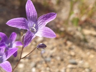 close up of flower