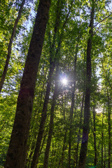 Green crowns of trees in early autumn