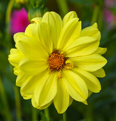 Beautiful close-up of a dahlia