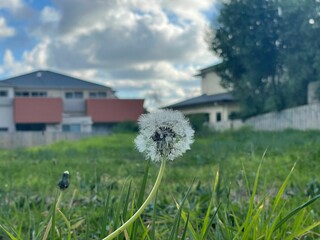 Shallow focus shot of Common Dandelion on the ground with  with blur house in the background