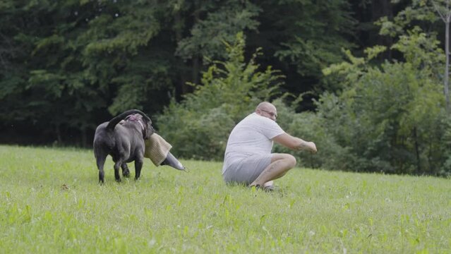 Dog school, attack training. Dog bite glove. Dog trainer. Large presa canario dog.